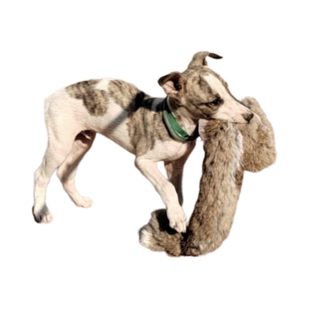 Outdoor Dog Walking Hunting Ch - Hunting Dog Outdoor recensie en prijs
