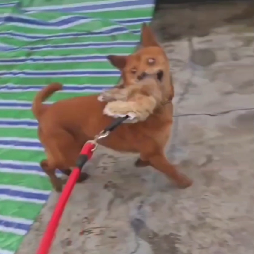 Outdoor Dog Walking Hunting Ch - Hunting Dog Outdoor recensie en prijs