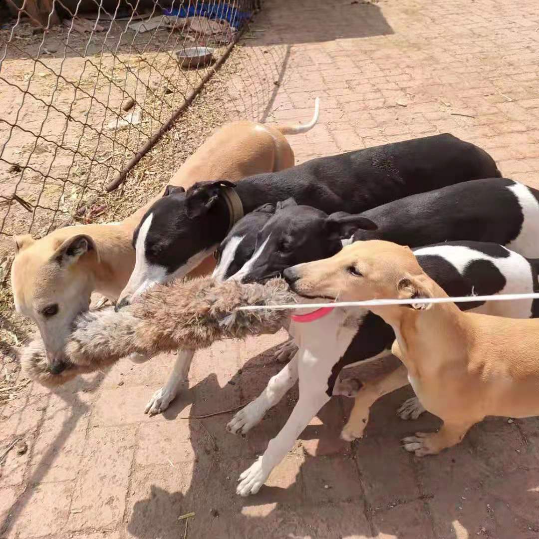 Outdoor Dog Walking Hunting Ch - Hunting Dog Outdoor recensie en prijs